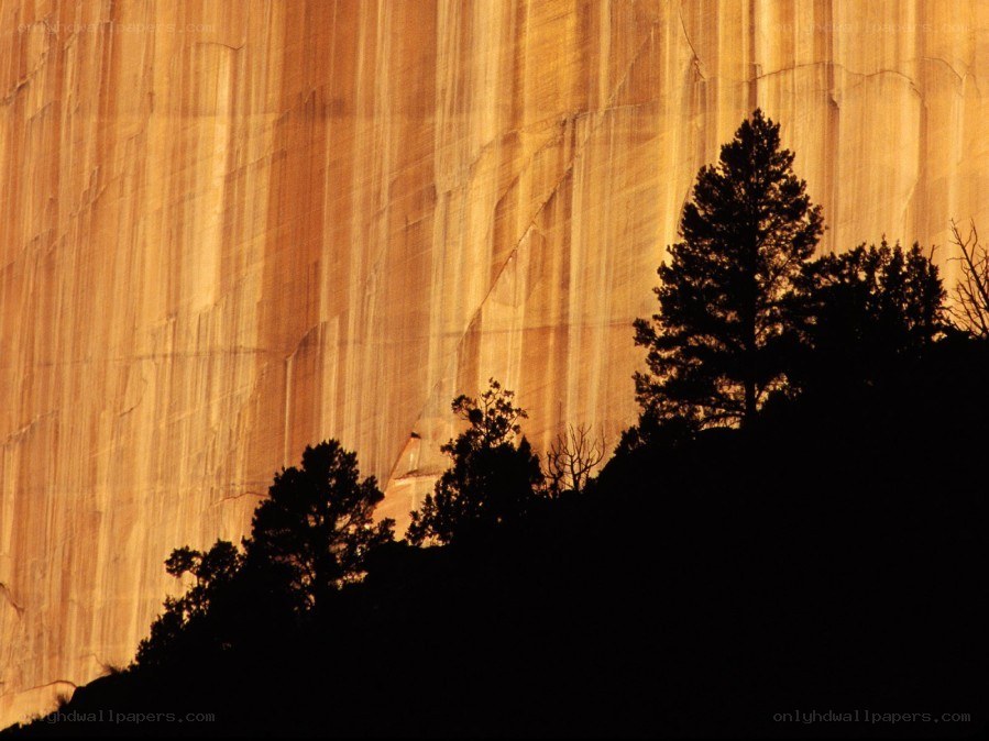 silhouetted trees against rock face