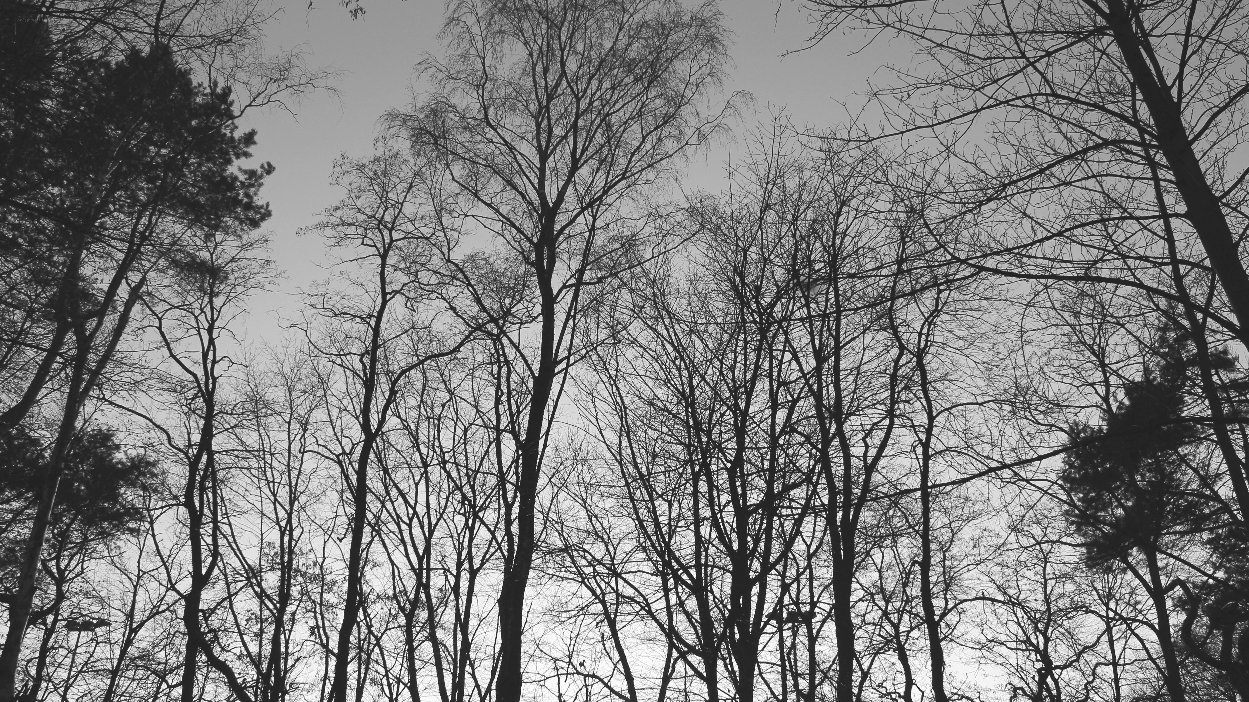 silhouetted trees against sky