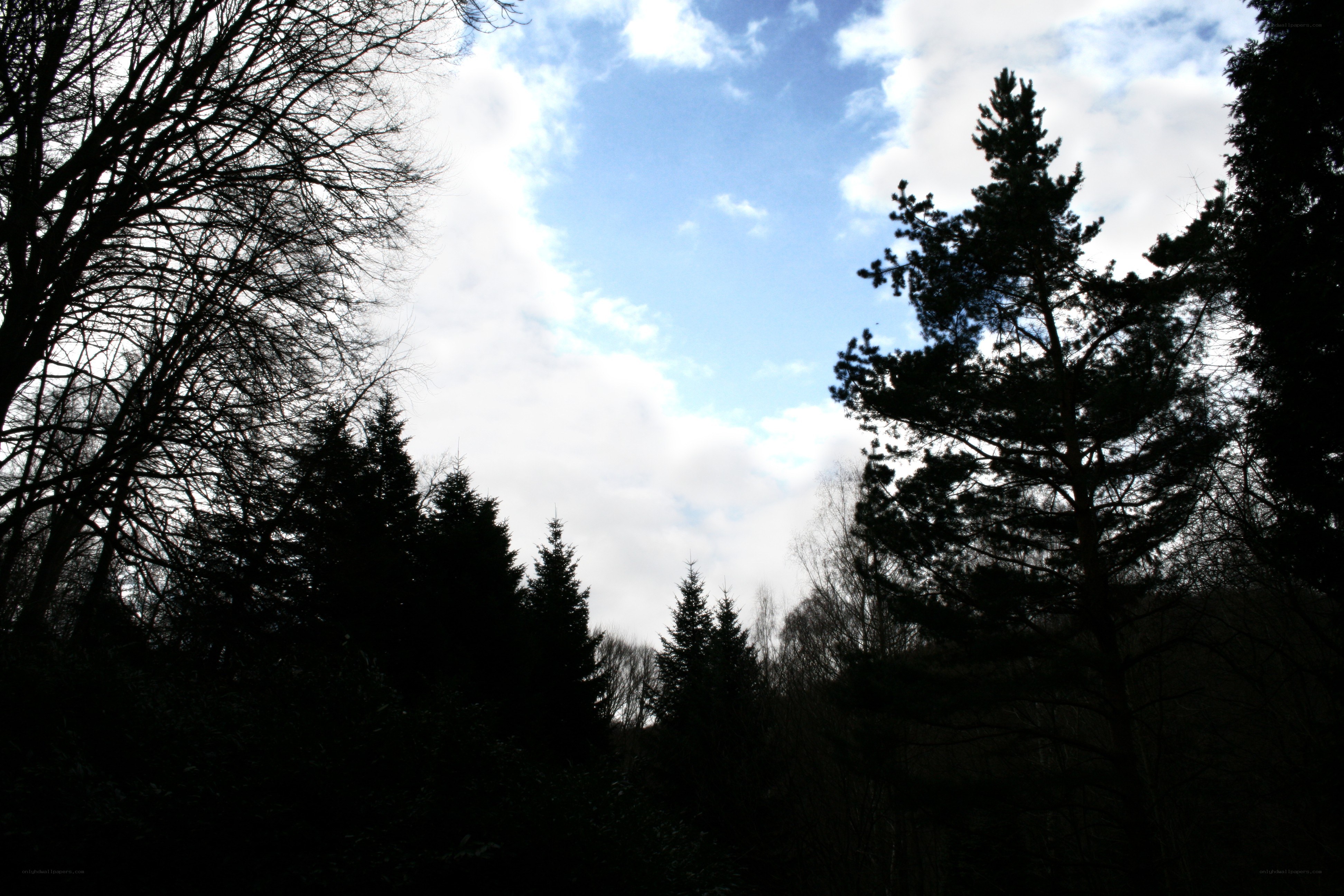 Silhouetted trees against sky