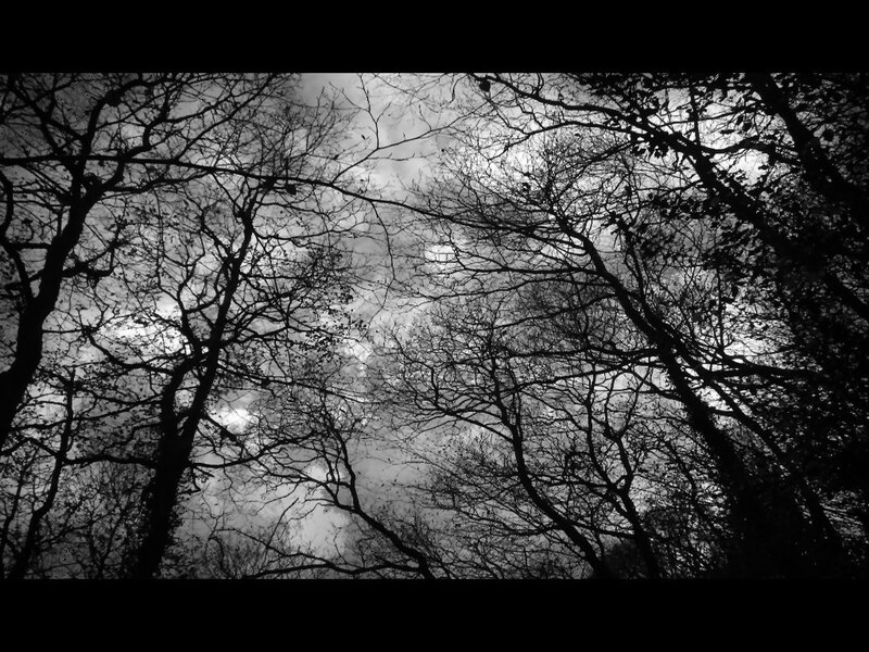 silhouetted trees against sky