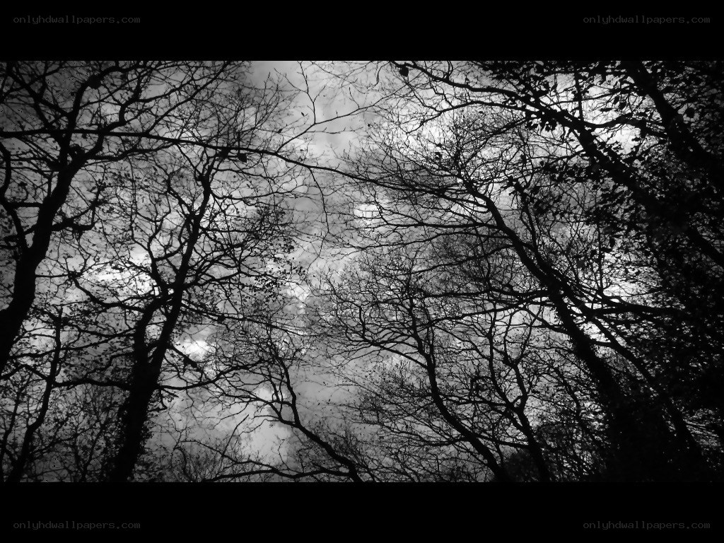 silhouetted trees against sky