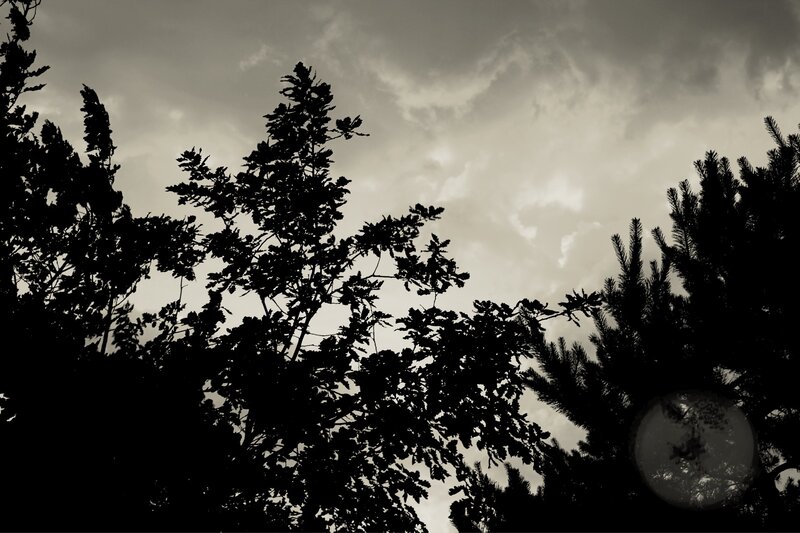 Silhouetted Trees Against Sky — Black, Dramatic