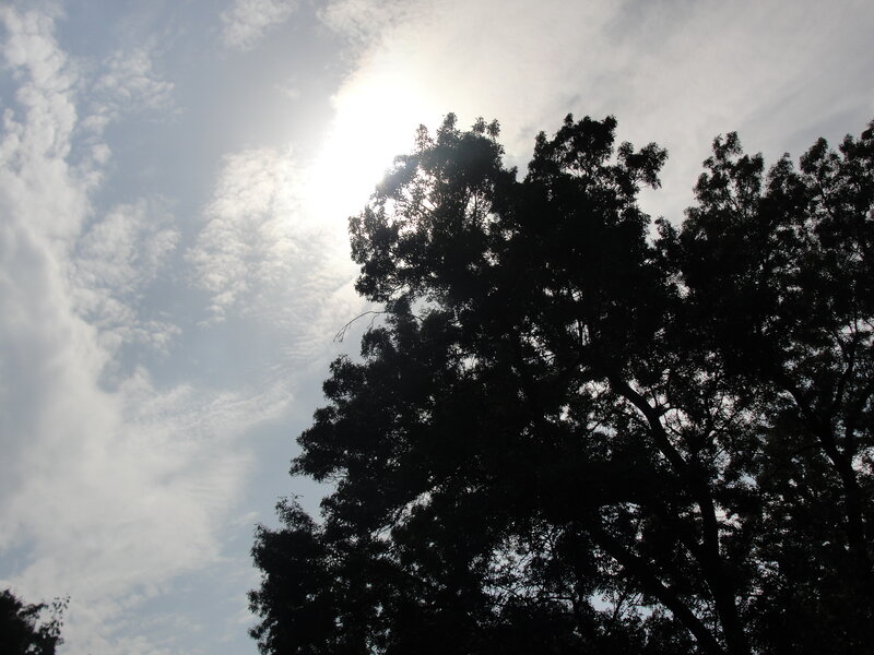 Silhouetted Trees Against Sky — Black, Serene