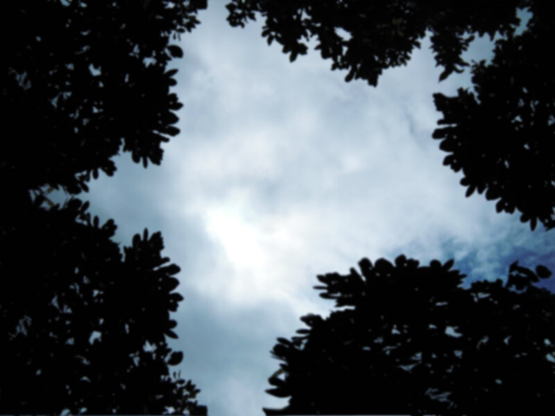 Silhouetted Trees Against Sky — Black