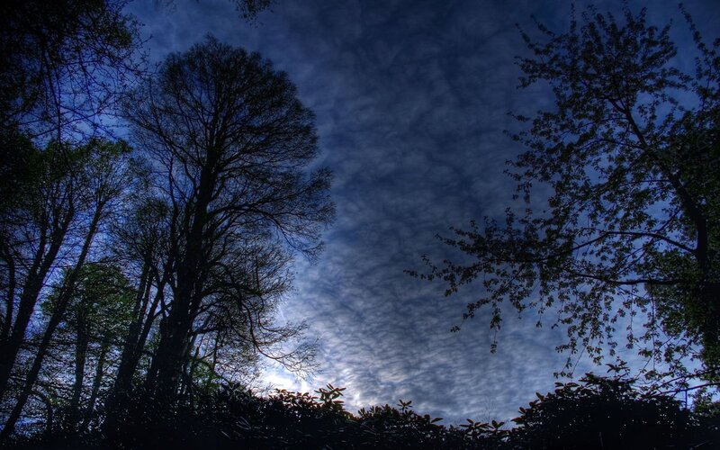 Silhouetted Trees Against Sky — Blue, Clouds