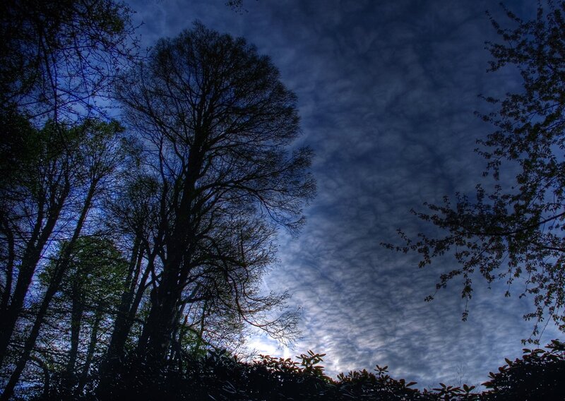 Silhouetted Trees Against Sky — Blue, Dramatic, Night, Photograph, Clouds