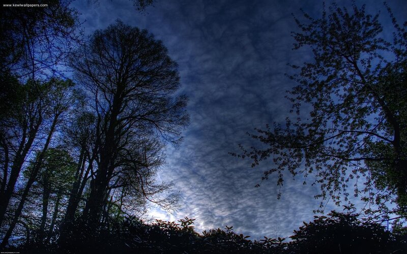 Silhouetted Trees Against Sky — Blue, Dramatic, Night, Photograph