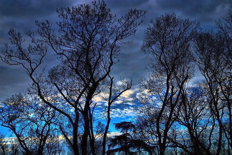 Silhouetted Trees Against Sky — Blue, Dramatic, Night