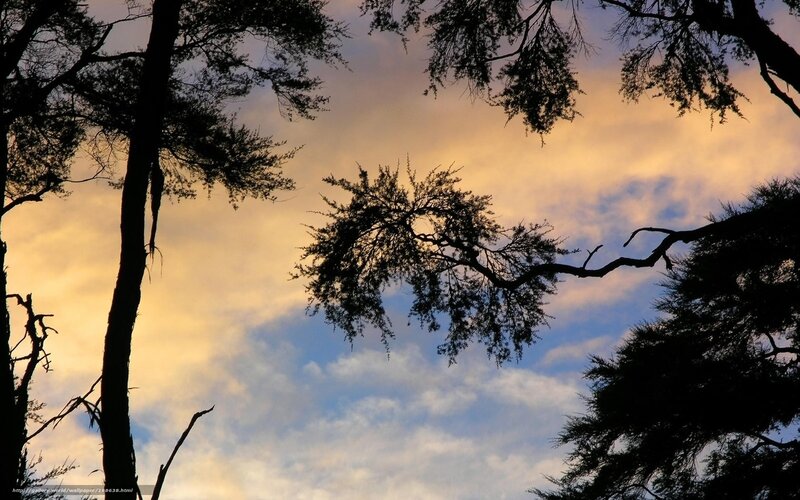 Silhouetted Trees Against Sky — Blue, Dramatic, Sunset, Photograph