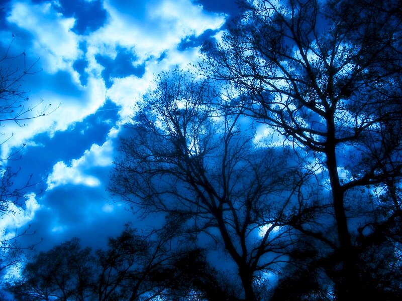 Silhouetted Trees Against Sky — Blue, Dramatic