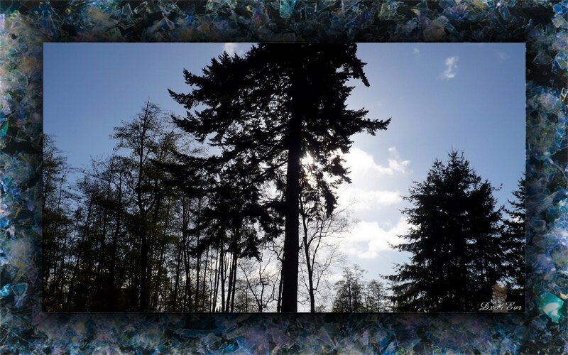 Silhouetted Trees Against Sky — Blue, Serene, Afternoon, Photograph