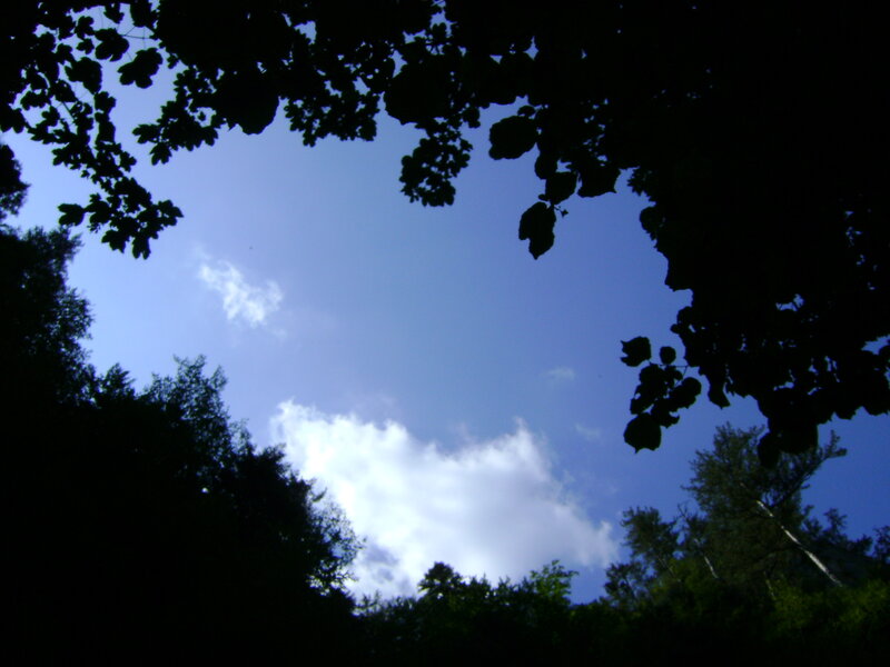 Silhouetted Trees Against Sky — Blue, Serene