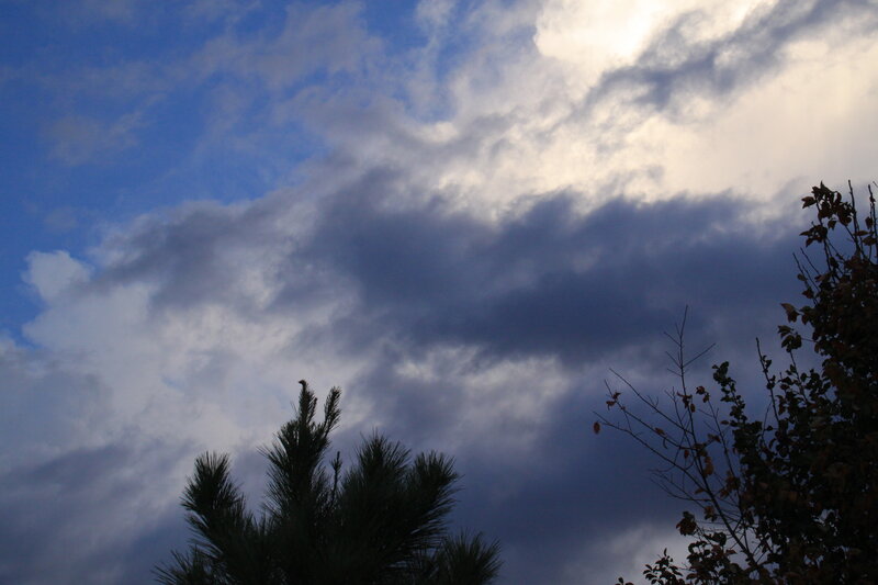 Silhouetted Trees Against Sky — Blue