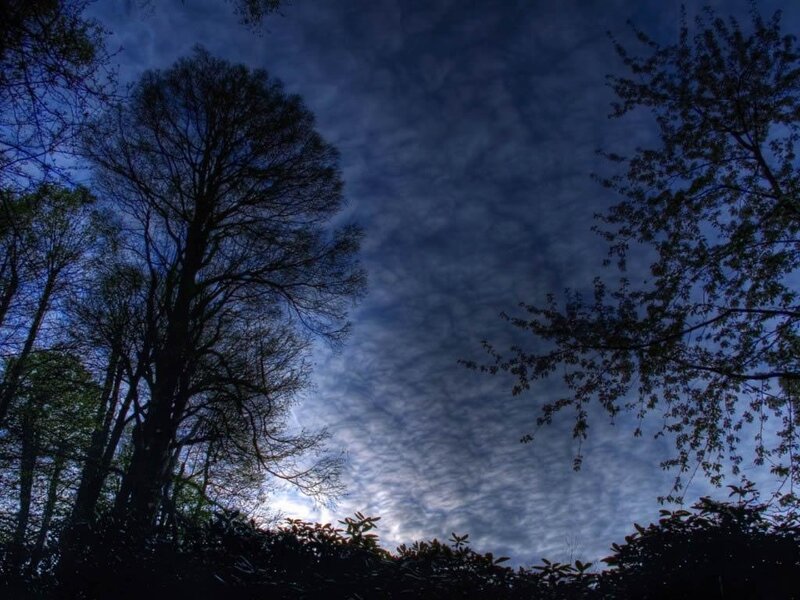 Silhouetted Trees Against Sky — Dramatic, Clouds
