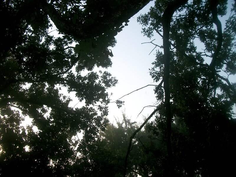 Silhouetted Trees Against Sky — Green, Serene