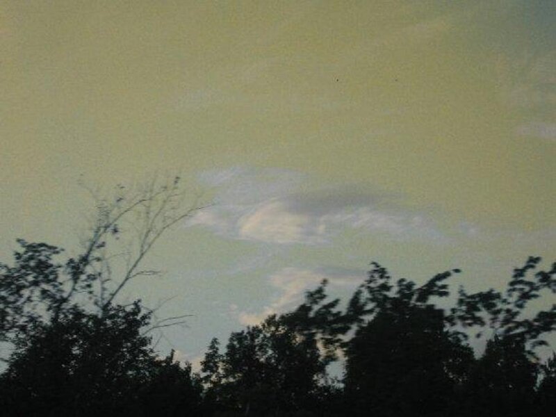 Silhouetted Trees Against Sky — Green