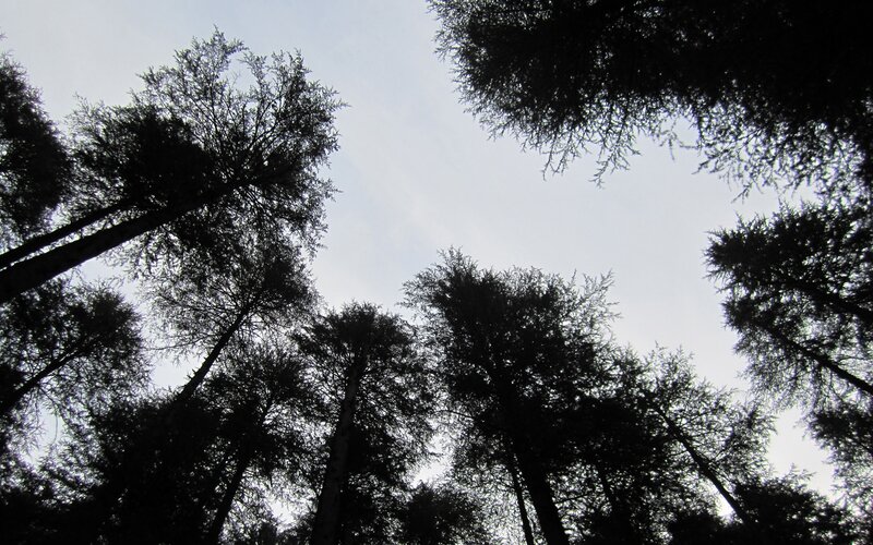 silhouetted trees against sky
