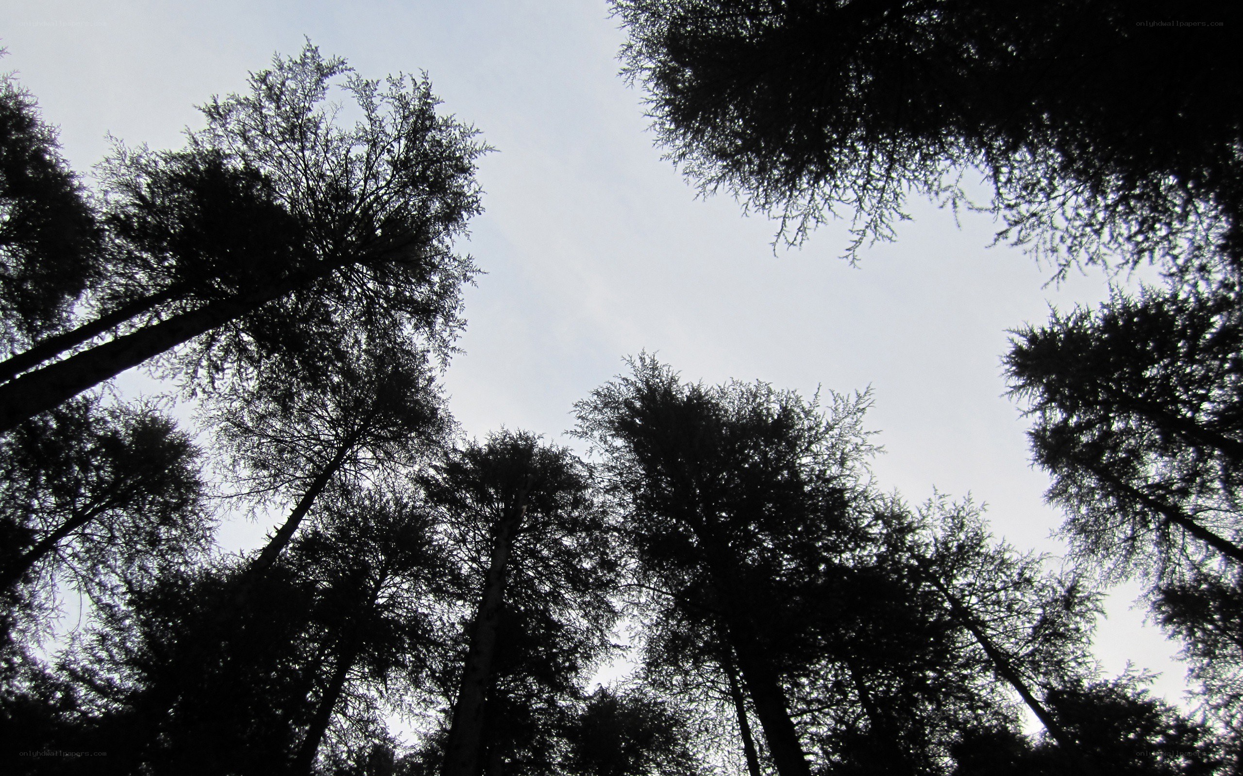 silhouetted trees against sky