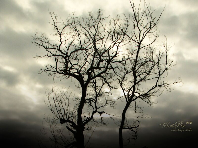 Silhouetted trees against stormy sky