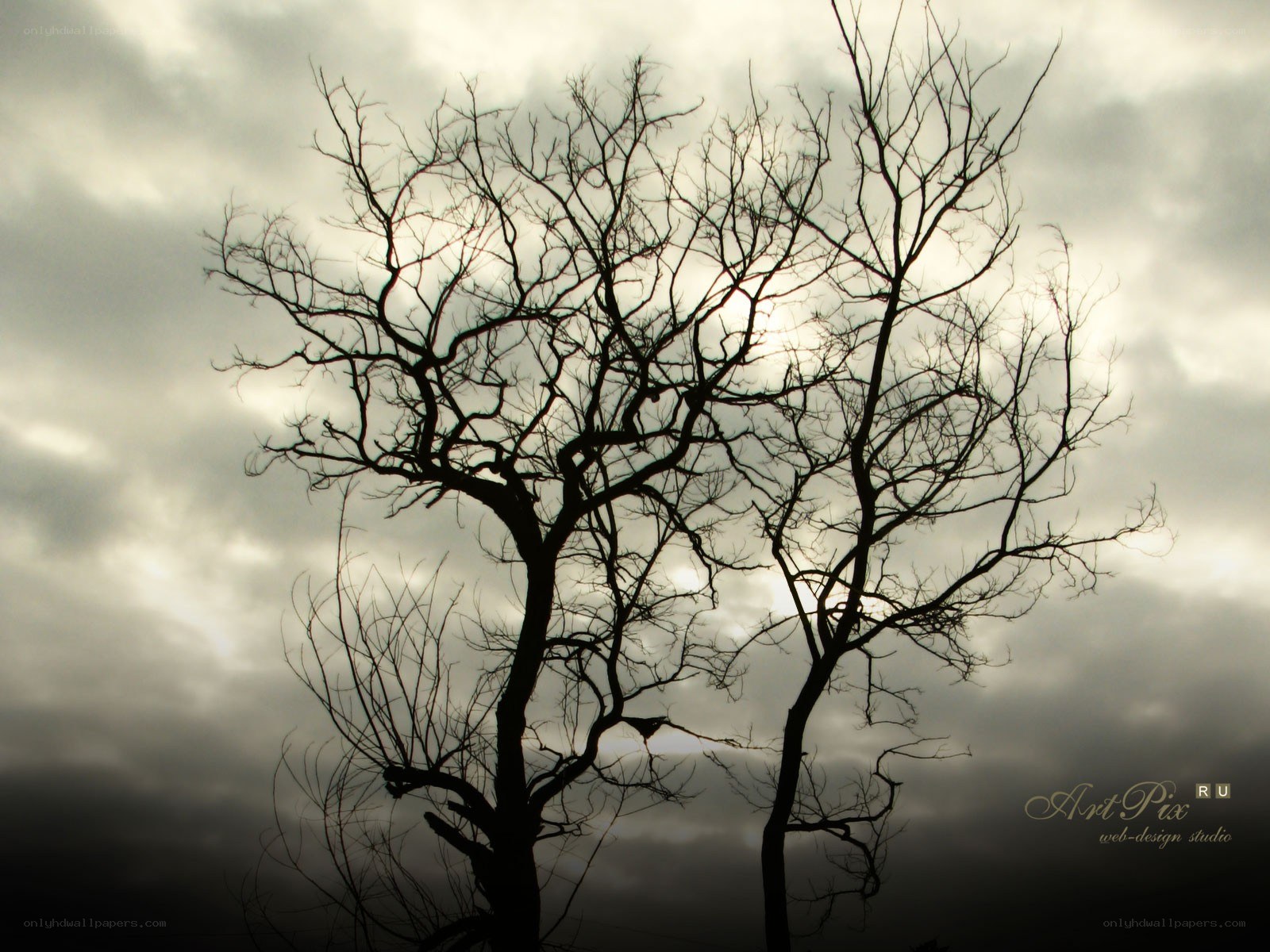 Silhouetted trees against stormy sky