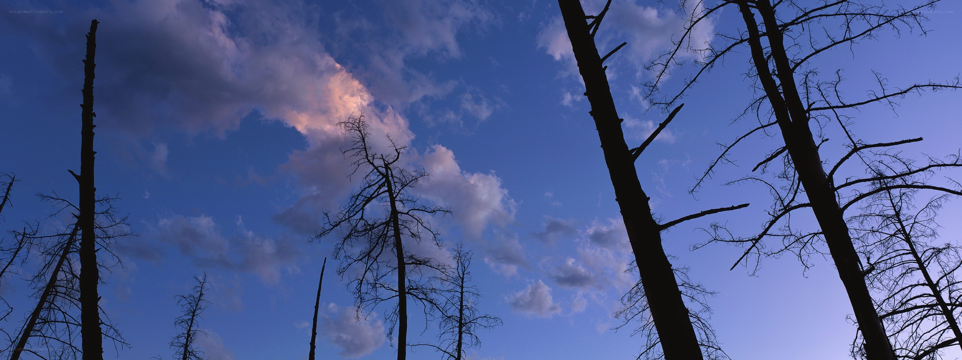 silhouetted trees against sunset sky