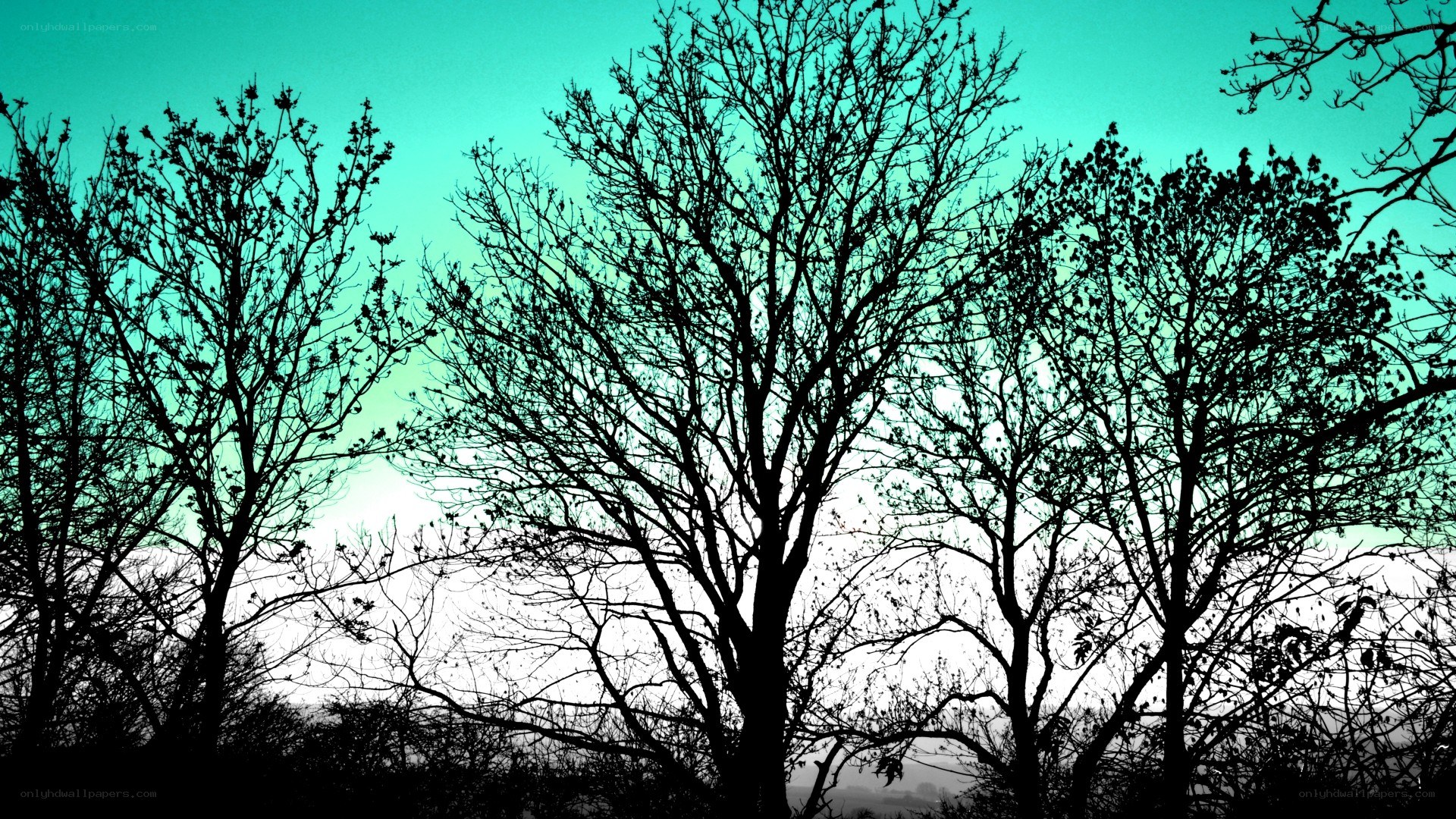 silhouetted trees against teal sky