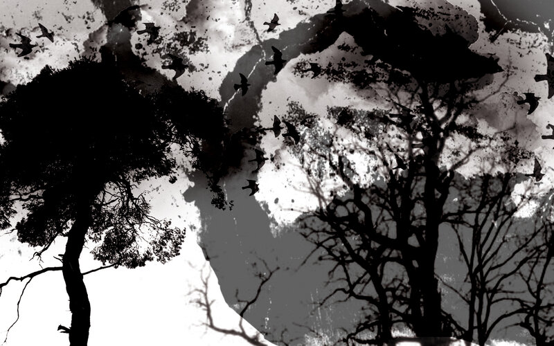 silhouetted trees and birds