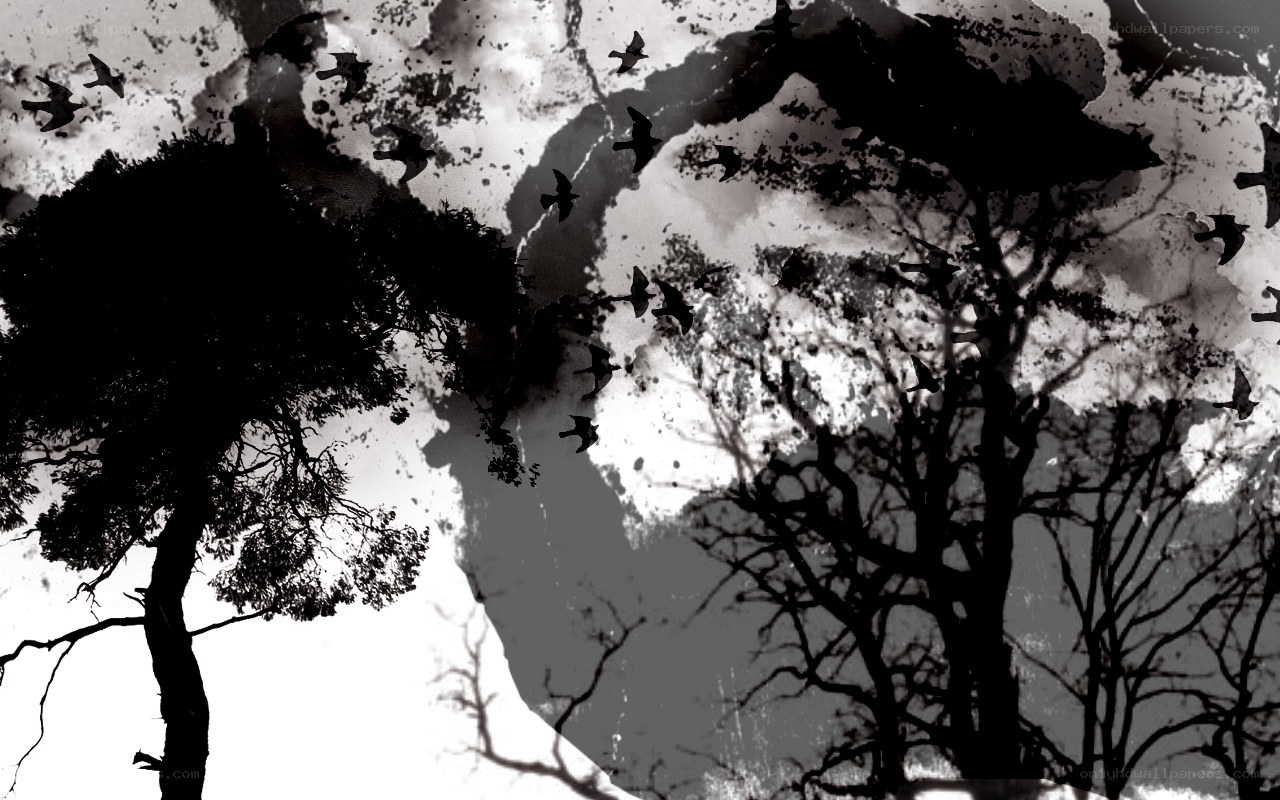 silhouetted trees and birds