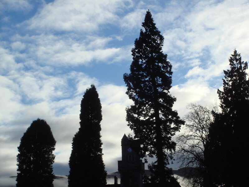 Silhouetted trees and clock tower
