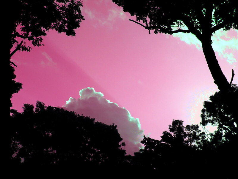 Silhouetted Trees and Cloud