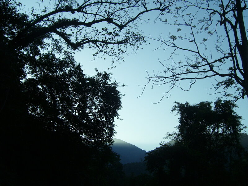 Silhouetted trees and mountain