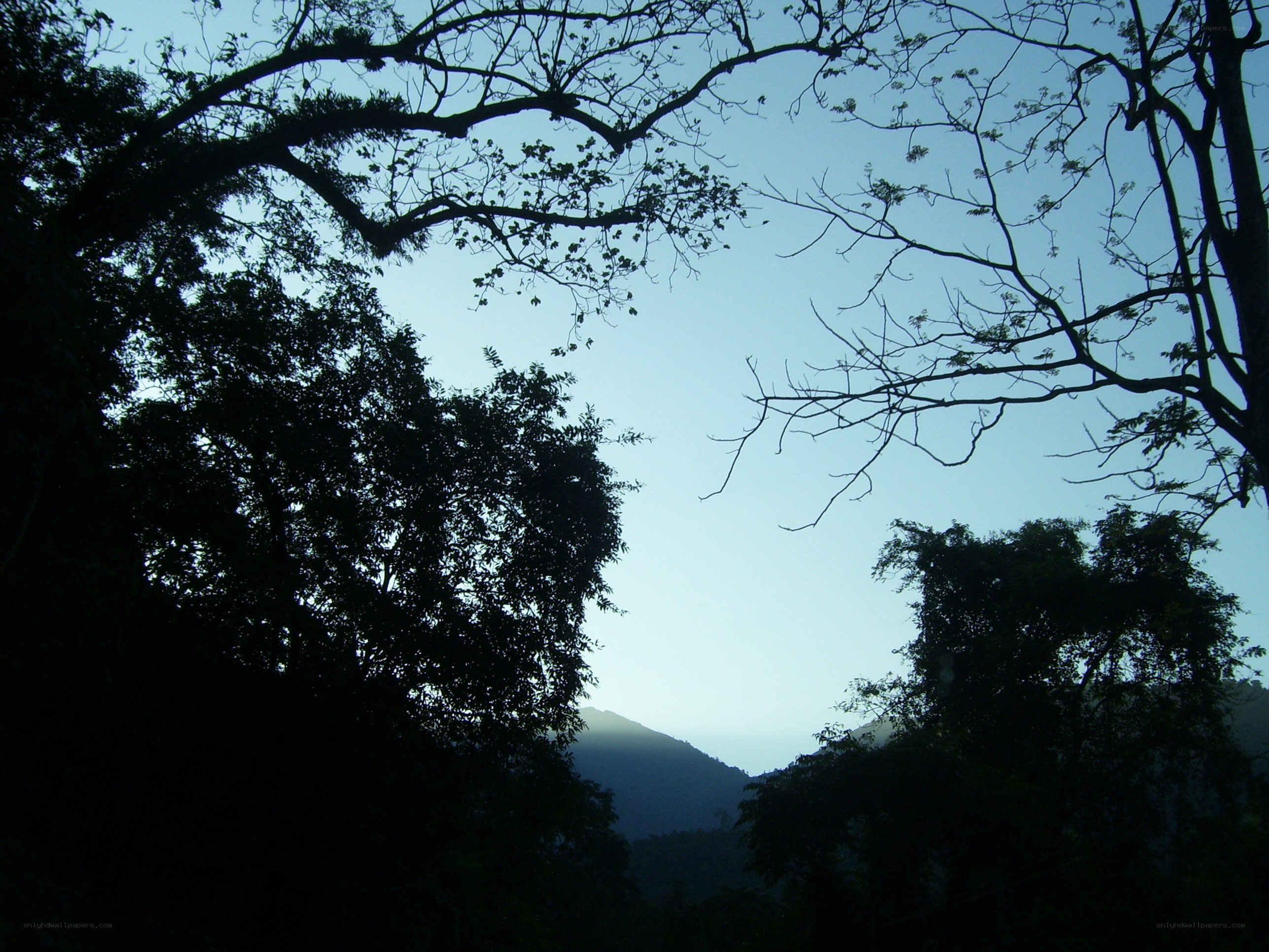 Silhouetted trees and mountain