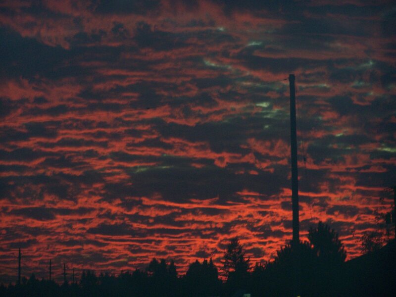 Silhouetted Trees and Pole