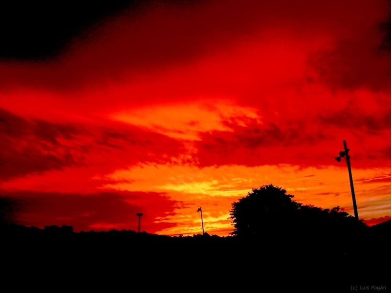 Silhouetted Trees and Poles