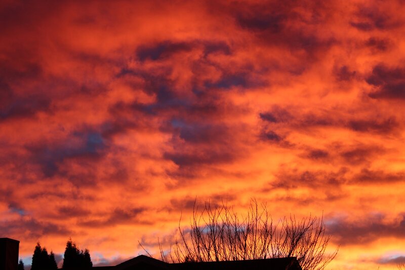 Silhouetted Trees and Roof — Orange