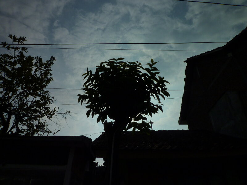 Silhouetted Trees and Roof