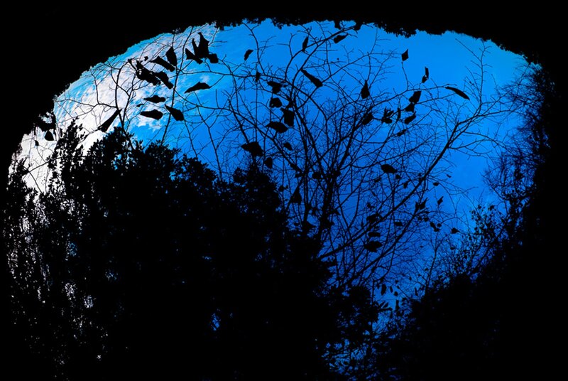 Silhouetted Trees and Sky — Blue