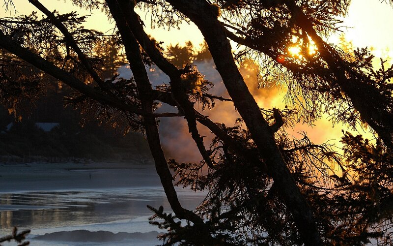 Silhouetted Trees at Beach — Gold