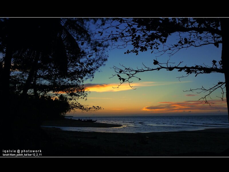 Silhouetted Trees at Beach