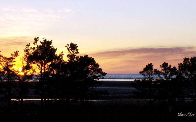Silhouetted Trees at Beach — Yellow