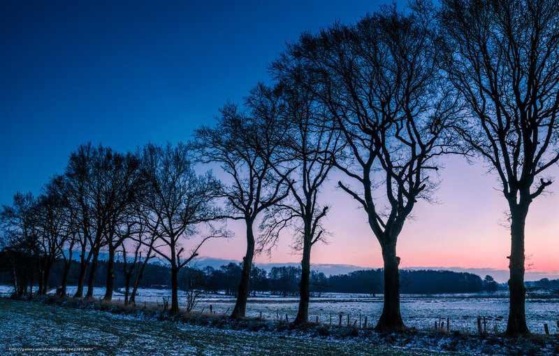 Silhouetted trees at dawn