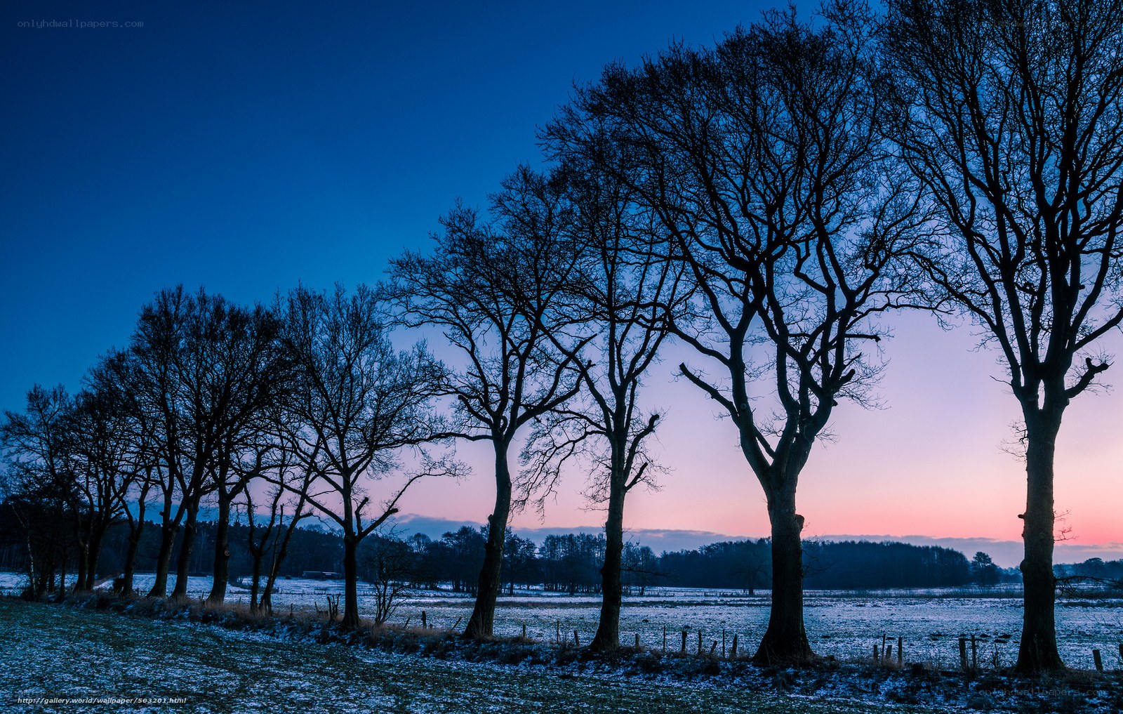 Silhouetted trees at dawn