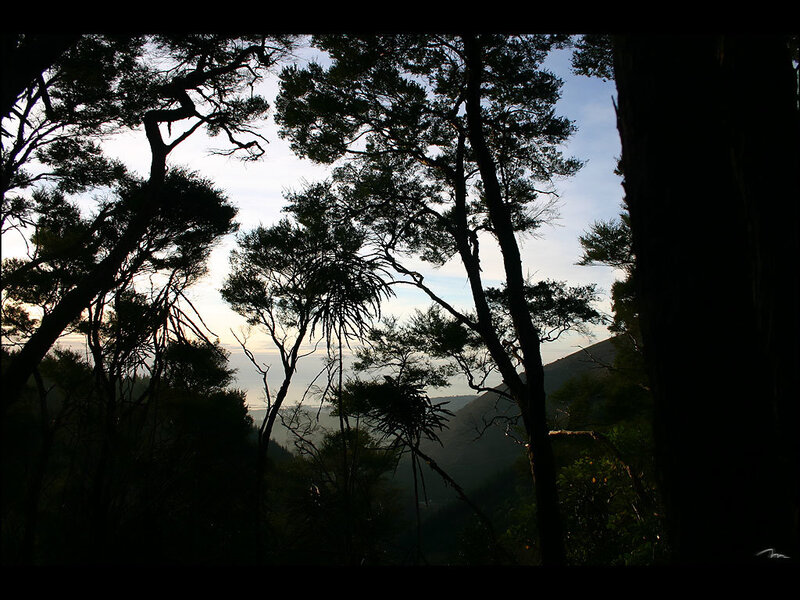 Silhouetted trees at dawn