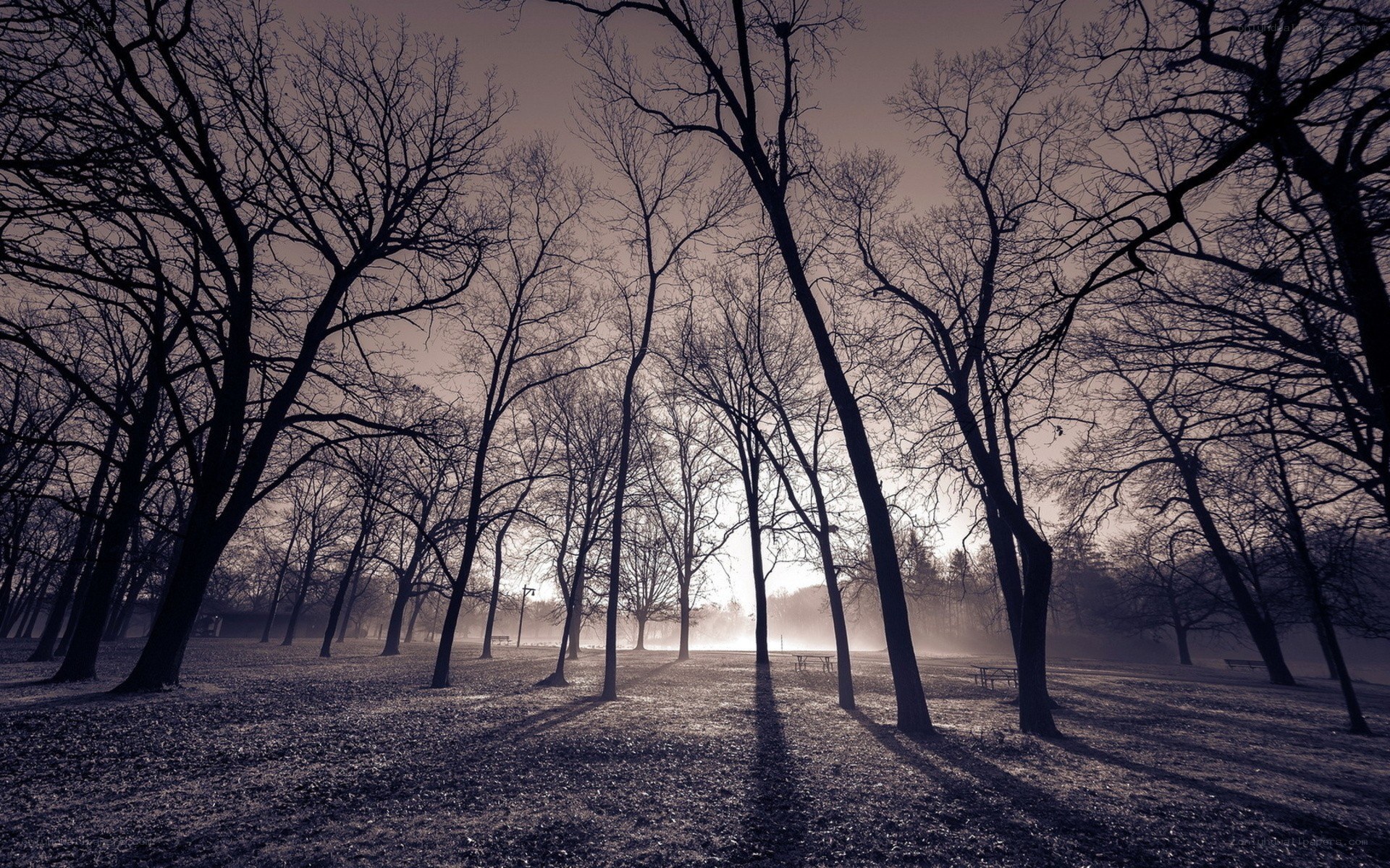 Silhouetted trees at dawn