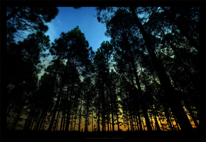 Silhouetted trees at dawn
