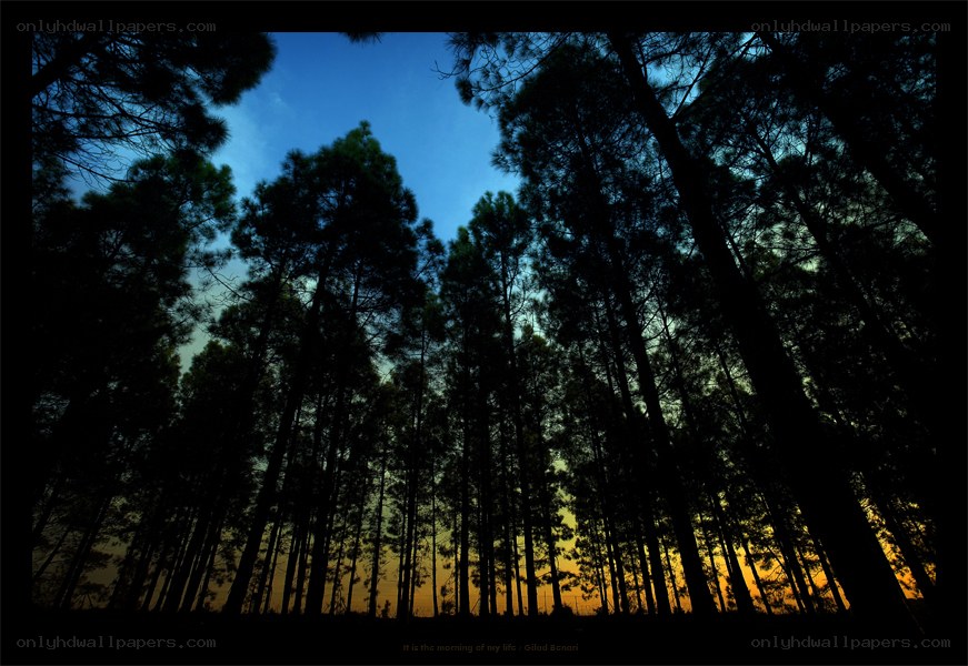 Silhouetted trees at dawn