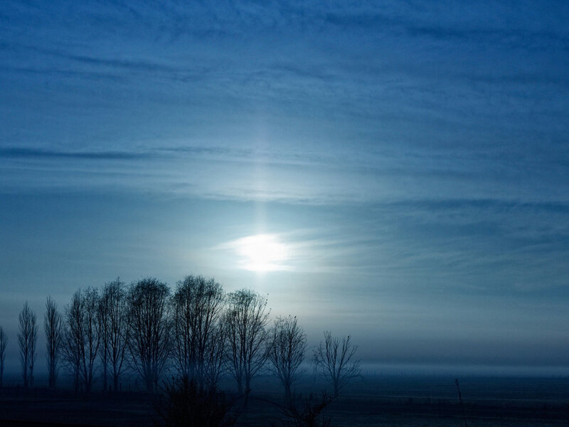 Silhouetted Trees at Dawn — Blue, Serene