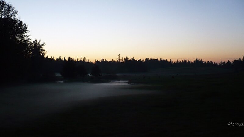 Silhouetted Trees at Dawn — Blue