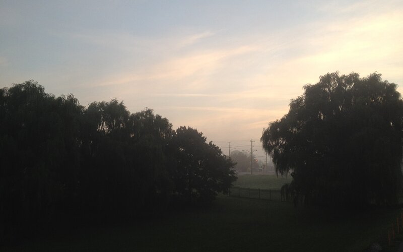 Silhouetted Trees at Dawn — Green