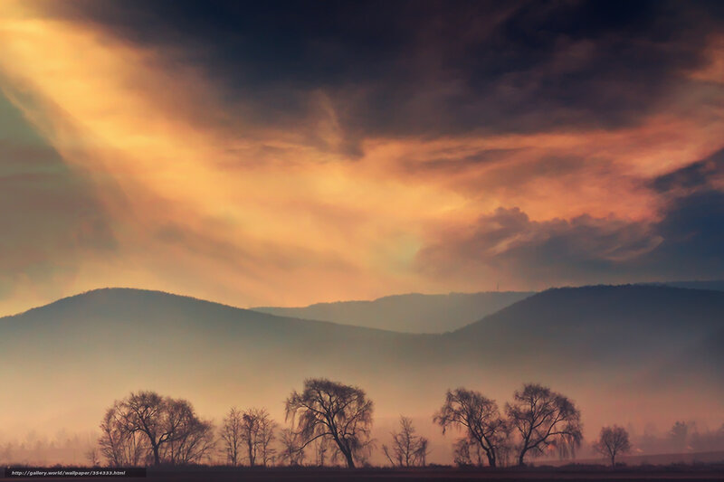 Silhouetted Trees at Dawn — Orange, Dramatic